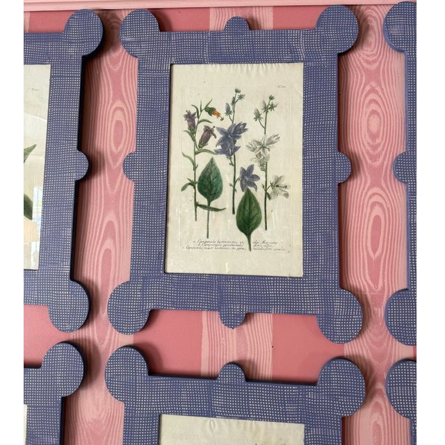 English Mid 18th Century Botanicals by Johann Wilhelm Weinmann (1740-60) in Hand Painted Lavender Frames- 2 Now Available For Sale - Image 3 of 3