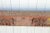 Indian Long 18th Century Gangaur Architectural Carved Beam For Sale - Image 3 of 13