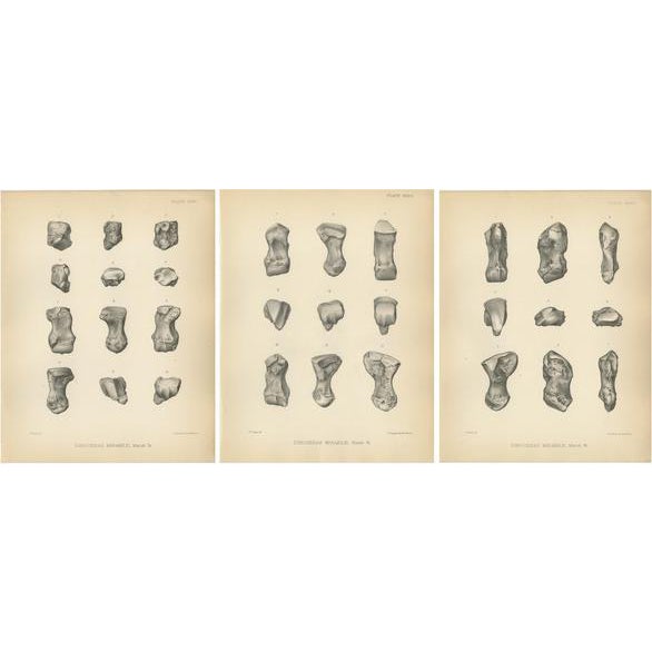Marsh, Paleontology Illustrations of a Dinoceras Mirabile, 1886, Prints, Set of 3 For Sale