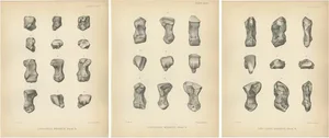 Marsh, Paleontology Illustrations of a Dinoceras Mirabile, 1886, Prints, Set of 3
