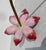 Mid 20th Century Chinese Enamel on Brass Lotus Flower For Sale - Image 5 of 9