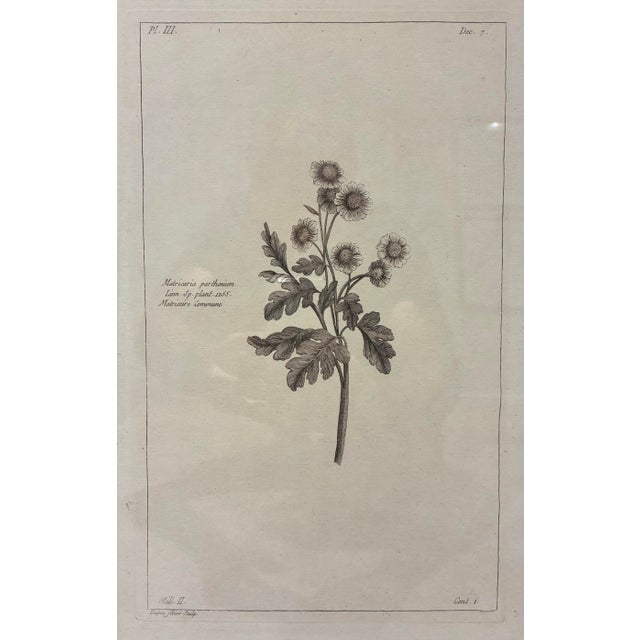 An elegant botanical print depicting *Matricaria parthenium*, historically associated with the flowering herb commonly...