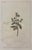 An elegant botanical print depicting *Matricaria parthenium*, historically associated with the flowering herb commonly...