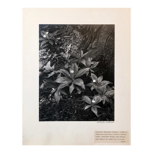 Samuel GottschoVintage Silver Gelatin Signed Photograph Samuel Gottscho Garden Flowers Photo NY, c.1960s