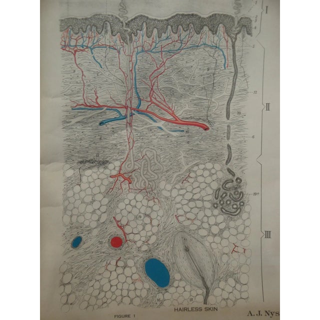 Medical School Pull Down Chart Heart & Skin Scientific Poster Illustration For Sale - Image 4 of 6