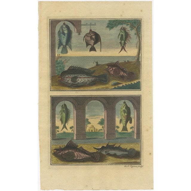 Beige François Valentyn, Fishes and Crustaceans, 1726, Set of 8 For Sale - Image 8 of 10