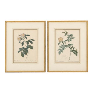 Pair of Early 19th-Century French Rosa Alpina Color Stipple Engravings With Original Description Leaves — After Pierre-Joseph Redouté For Sale