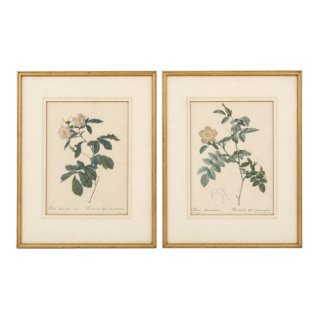 Pair of Early 19th-Century French Rosa Alpina Color Stipple Engravings With Original Description Leaves — After Pierre-Joseph Redouté For Sale
