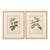 Pair of Early 19th-Century French Rosa Alpina Color Stipple Engravings With Original Description Leaves — After Pierre-Joseph Redouté For Sale