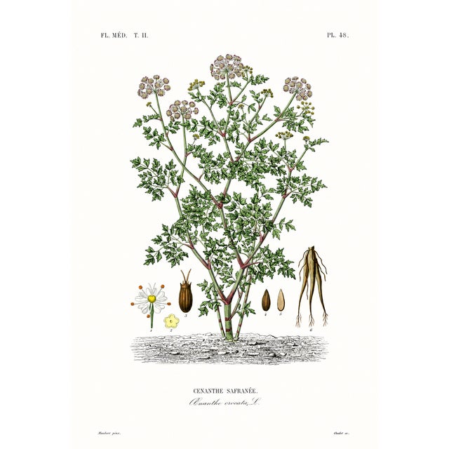 Illustration 1870 G. Dupuis Lithographs From the Vegetable Kingdom Unframed — Understated Antique Natural History Illustrations Set of 6 For Sale - Image 3 of 7