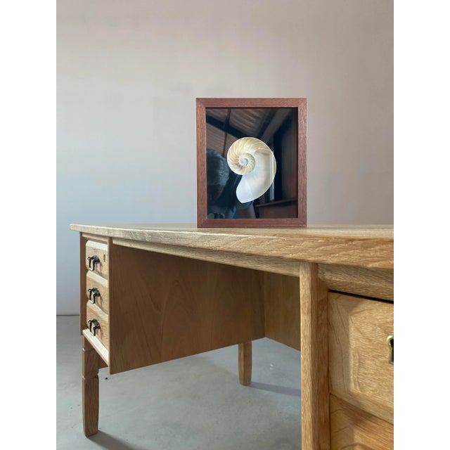 A custom walnut shadow box featuring a natural nautilus shell presented against deep black velvet. The hand-built...