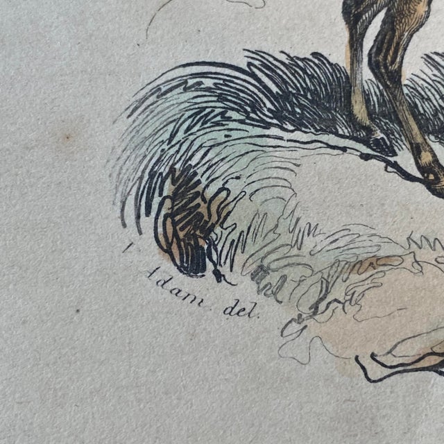 Tan French Antique 18th Century "La Gazelle" Animal Engraving Hand Colored Signed Artwork For Sale - Image 8 of 12