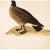 John James Audubon 1966 Vintage Cottage Print "Canada Goose" After John James Audubon For Sale - Image 4 of 7
