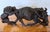 Large Hand Carved African Ironwood Sculpture Lions Attacking Cape Buffalo For Sale - Image 9 of 10