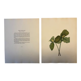 Lovely 19th C. Botanical Color Print on Paper With Genus Biography - Toad Trillium - Set of 2 For Sale