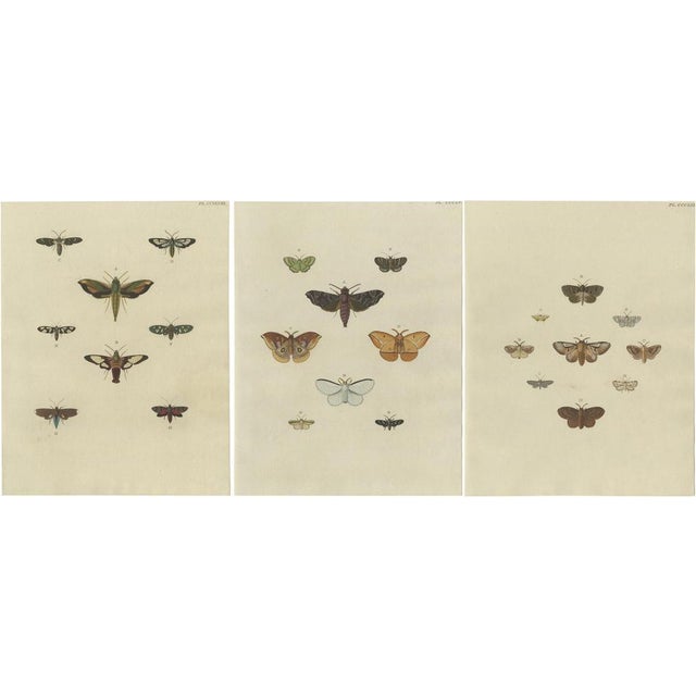Cramer, Butterfly Illustrations Pl. 248, 1779, Prints, Set of 3 For Sale - Image 10 of 10