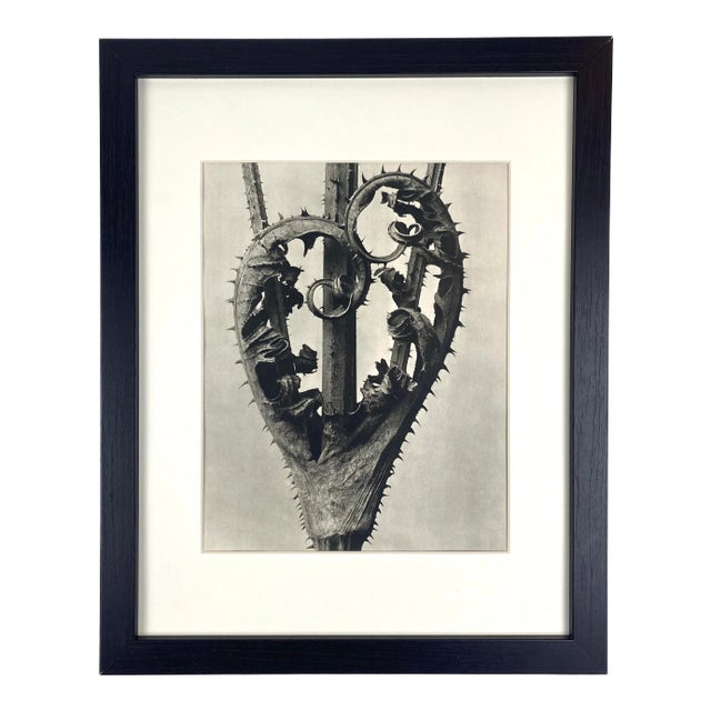 Framed Vintage Botanical Blossfeldt Print - No. 2 For Sale