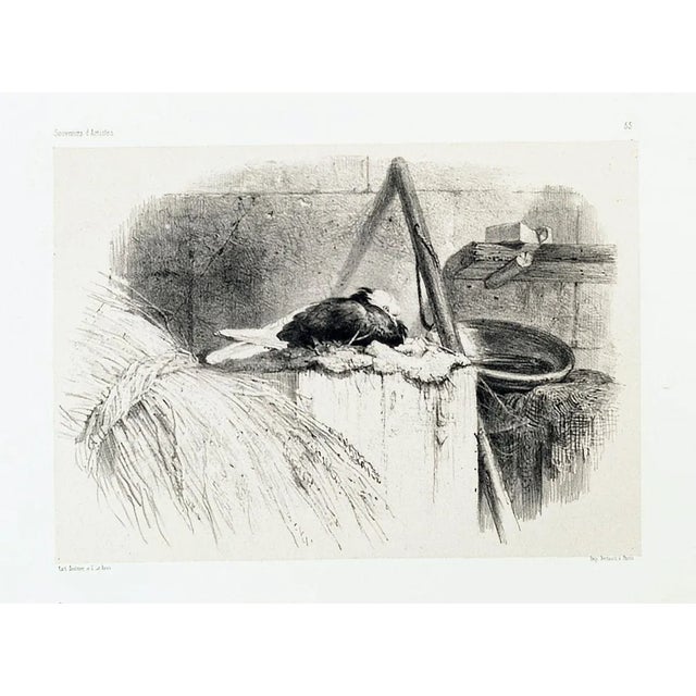 Pigeon - Original Lithograph by Karl Bodmer - Late 19th Century Late 19th Century For Sale - Image 3 of 3