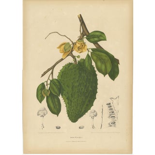 Hoola van Nooten, Soursop Botanical, 1880, Chromolithograph For Sale
