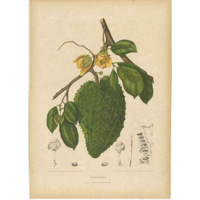 Hoola van Nooten, Soursop Botanical, 1880, Chromolithograph For Sale