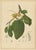 Hoola van Nooten, Soursop Botanical, 1880, Chromolithograph For Sale