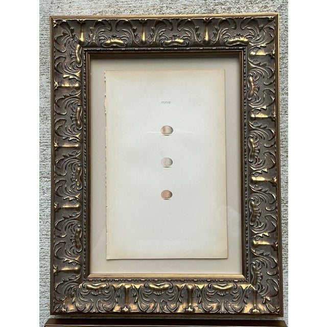 Vintage Book Prints of Eggs - Set of 3 For Sale - Image 12 of 12