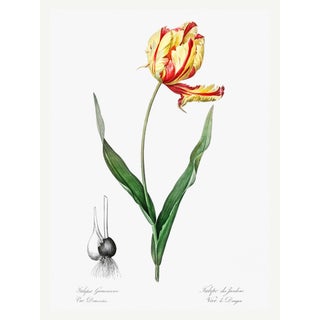 Didier's Tulip by Redouté, Vintage Botanical Art Print, 24" X 32" For Sale