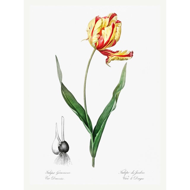 Didier's Tulip by Redouté, Vintage Botanical Art Print, 24" X 32" For Sale