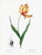 Didier's Tulip by Redouté, Vintage Botanical Art Print, 24" X 32" For Sale