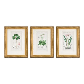 Antique French Botanical Engravings, Set of 3 – 1840s Hand-Colored Prints in Gilt Rope Frames For Sale