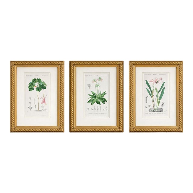 Antique French Botanical Engravings, Set of 3 – 1840s Hand-Colored Prints in Gilt Rope Frames For Sale