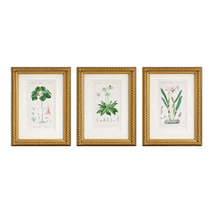 Antique French Botanical Engravings, Set of 3 – 1840s Hand-Colored Prints in Gilt Rope Frames