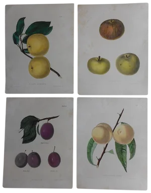 Antique Fruit Lithographs - Set of 4