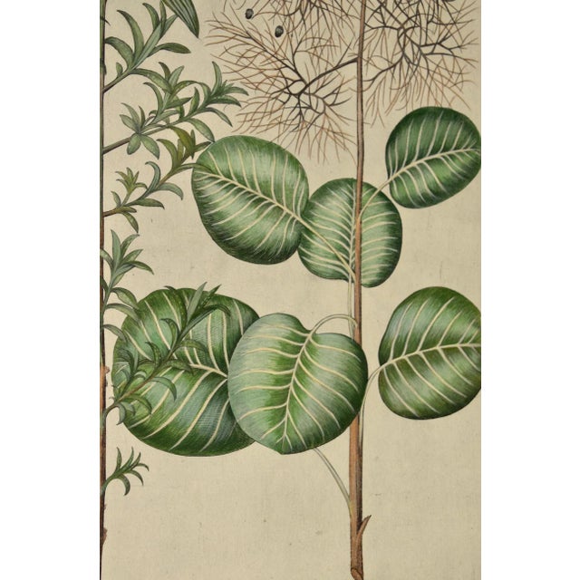 Flowering Pomegranate & Rock Rose: A 17th C. Besler Hand-Colored Engraving, 1640 For Sale - Image 9 of 9