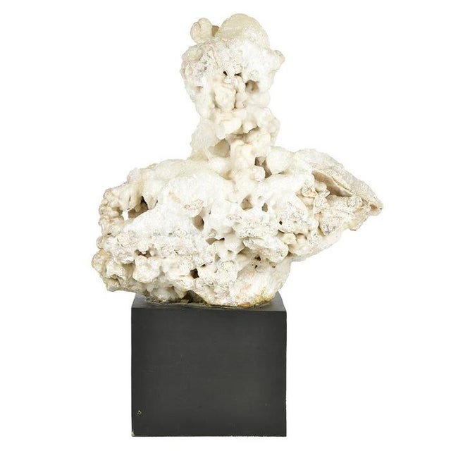 White Calcite Concretion on Wooden Base For Sale - Image 8 of 8