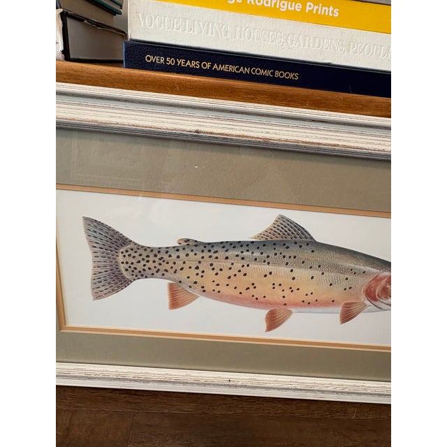Vintage Framed Trout Fish Prints Cabin Coastal Wall Art - A Pair For Sale - Image 10 of 11