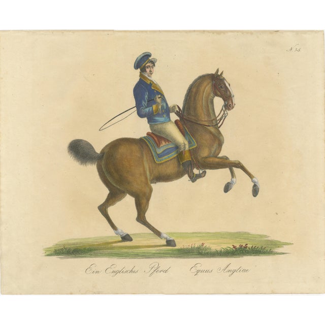 Brodtmann, Horse Equus Angliae, 1816, Paper For Sale - Image 9 of 9