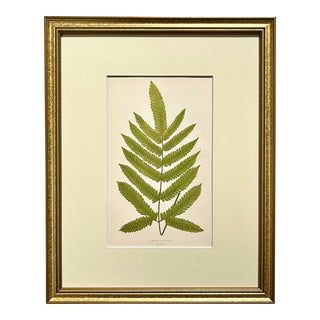 Antique Botanical Lithograph of a Fern Print by Edward J. Lowe London C.1867 For Sale