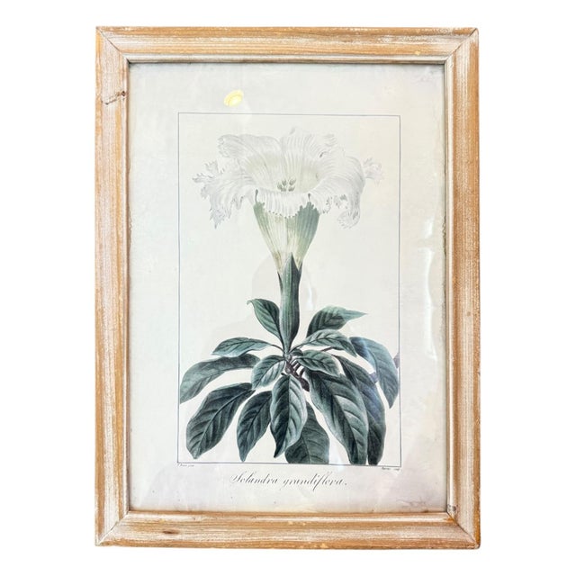 Illustration Wood Framed Wall Decor Floral - Set of 4 For Sale - Image 3 of 6