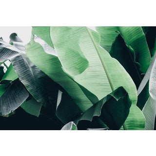 Kaitie Bryant "Monochrome Greens" Photography For Sale