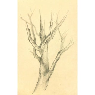 French Pencil Drawing of Tree For Sale