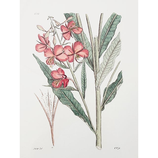Gold Botanical Prints by Shadow Catchers-Set of 4 For Sale - Image 8 of 17