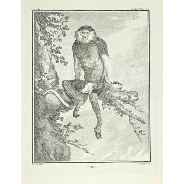 Douc is an etching realized by Jean Charles Baquoy in 1771. The artwork Belongs to the suite "Natural, general and...