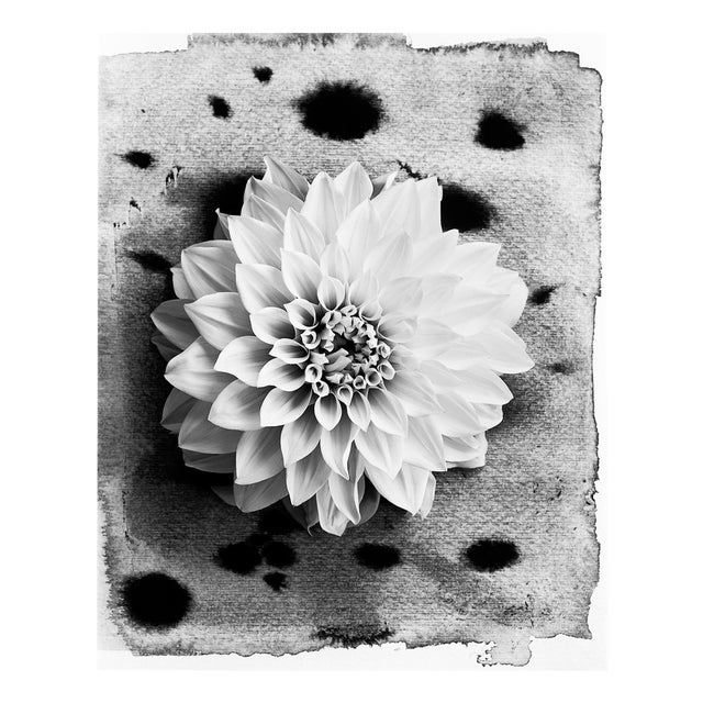 Dahlia on Ink #3 - Floral Film Photography, Limited Edition of 30. 2023 For Sale