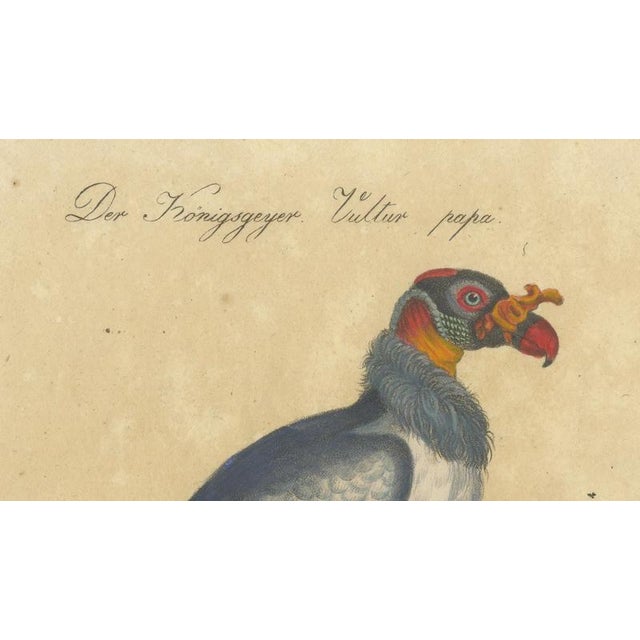 Early 19th Century Karl Joseph Brodtmann, King Vulture, Griffon Vulture & Bearded Vulture, 1816, Lithograph For Sale - Image 5 of 9