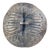 Early 20th Century Amarro Arussi Leather Shield Ethiopia MATTER COLLECTION For Sale