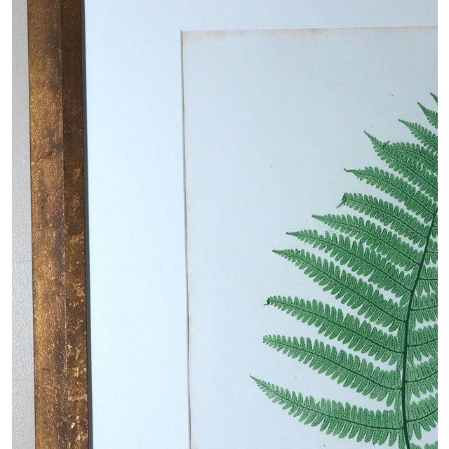 Henry Bradbury Nature-Printed Fern Botanical Prints, Set of Four, Framed For Sale - Image 17 of 18