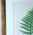 Henry Bradbury Nature-Printed Fern Botanical Prints, Set of Four, Framed For Sale - Image 17 of 18