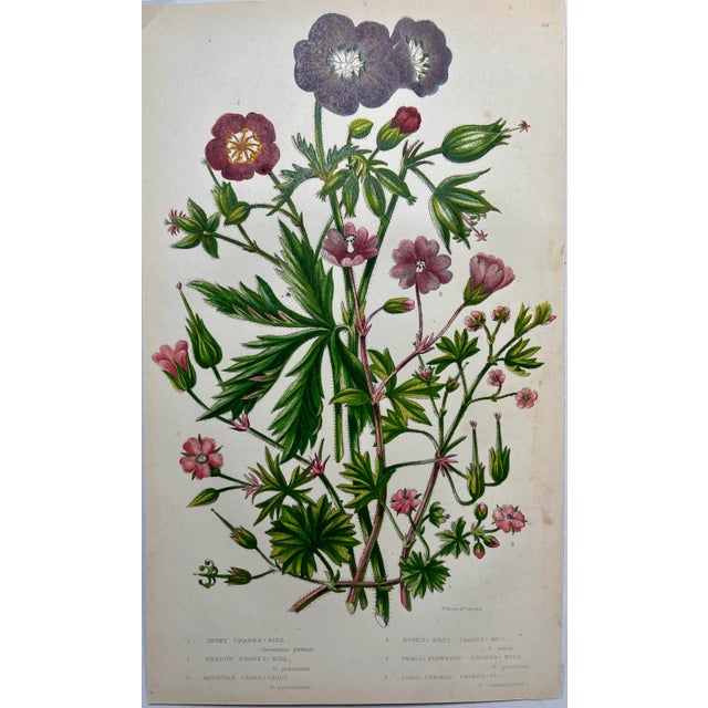 Antique Hand Colored Botanical Print /Illustration by W Dikes Co Demonstrating Various Types of Cranes-Bill Flowers From...