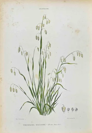 Vincenzo Tenore, The Grasses, Lithograph, 1870s